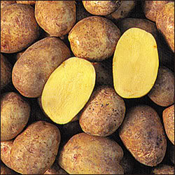 Žlté zemiaky