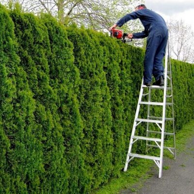 Strihanie tují pomáha udržať živý plot hustý a zdravý.